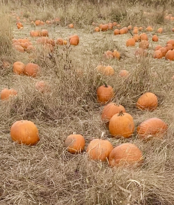 Pumpkin Patch