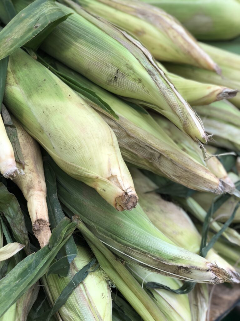 Fresh Corn with Husks