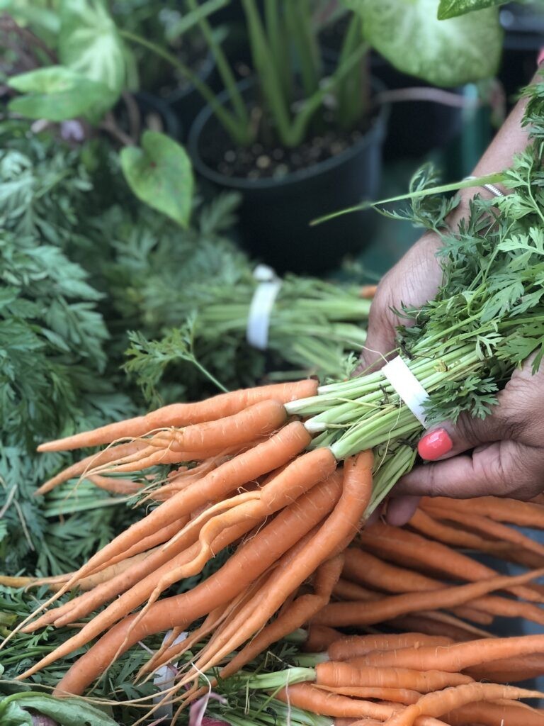A handful of fresh organic carrots