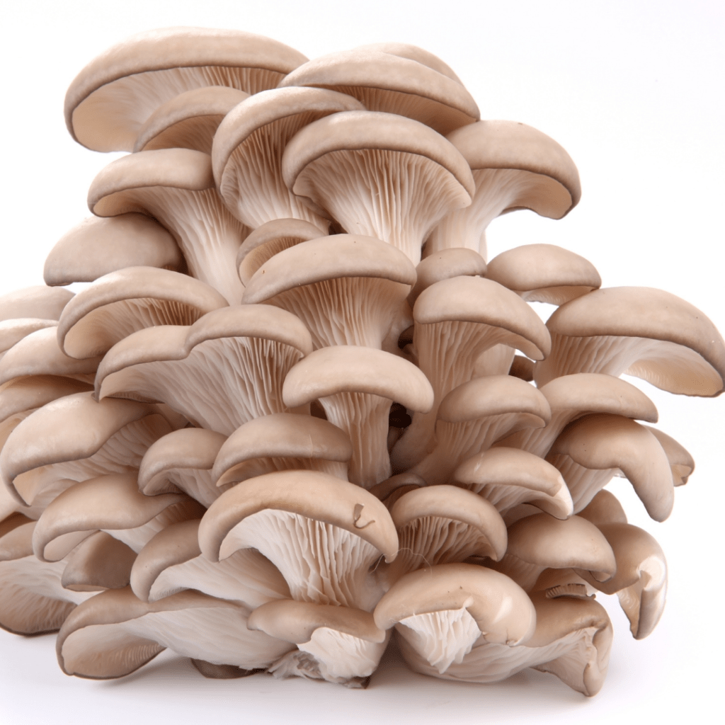 Oyster Mushrooms