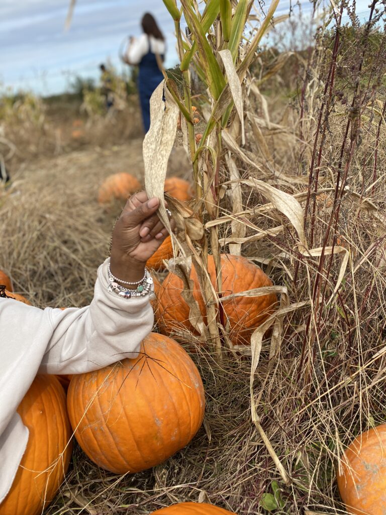 A woman's hand picking pumpkins